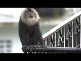 Go slow! Lion-tailed Macaques speed it up in Kerala...