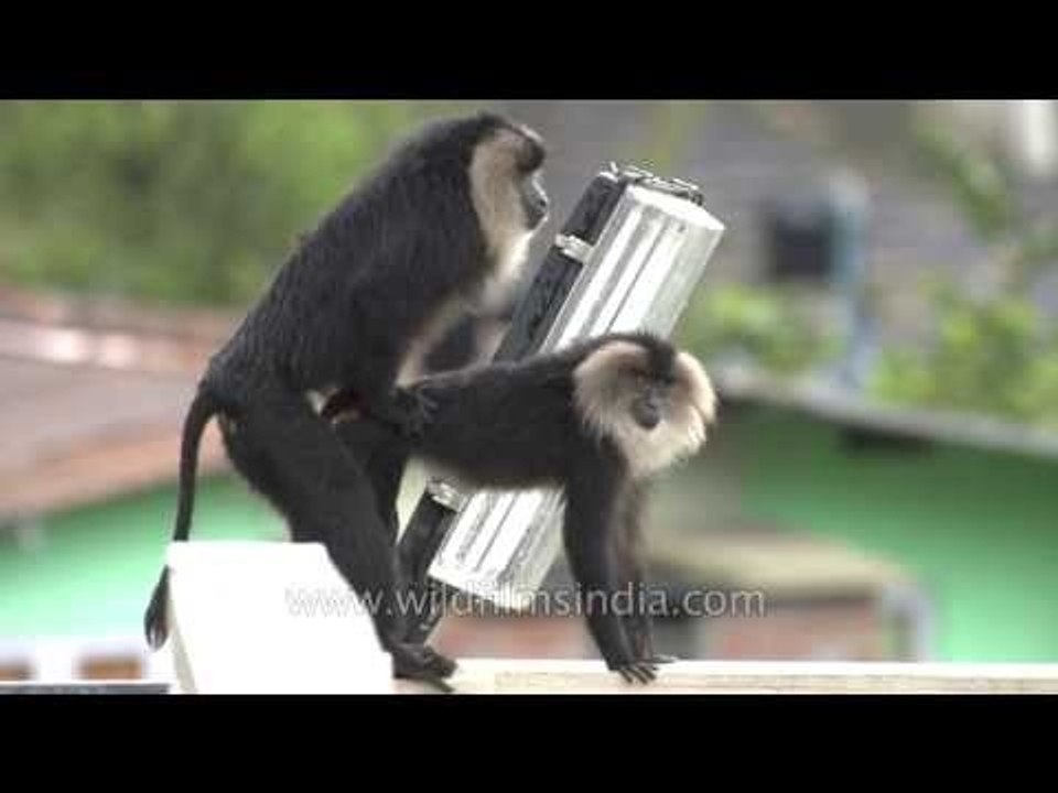 Doing it in the rain: Kerala's Lion tailed Maca...