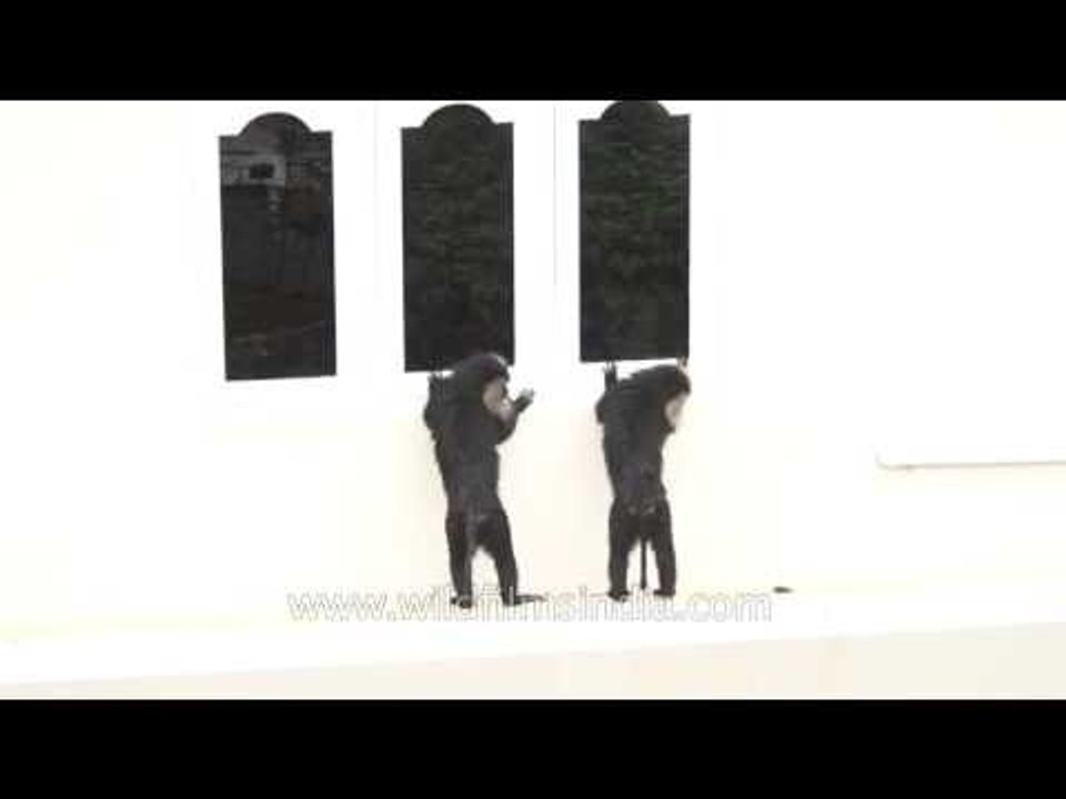 A room with a view: Lion-tailed Macaques explore the world within!