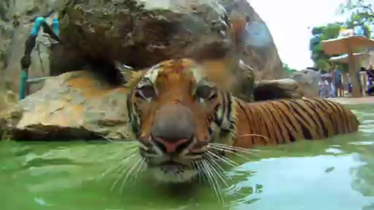 The Tiger Temple