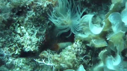 plongée sauvetage de cigales en Sardaigne