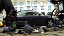 How Pigeons Wearing Bras Supported World War II