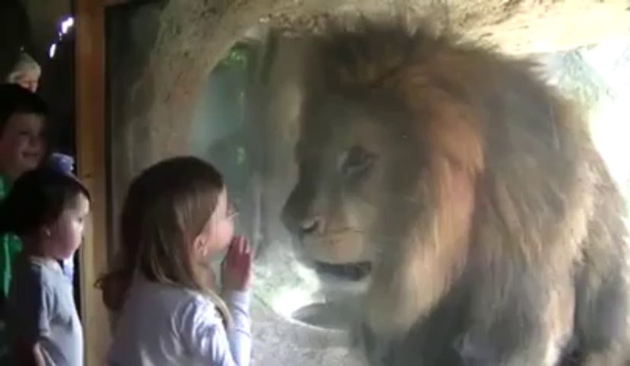 Une petite fille rencontre un lion dans un zoo