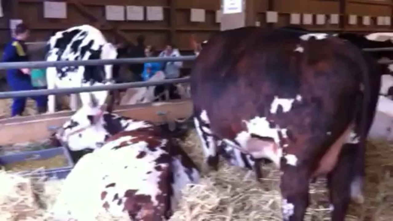 Les vedettes de la Foire de Lessay