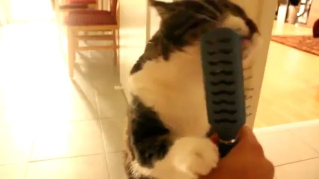 Un chat aime bien se brosser les poils