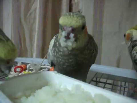 Haşlanmış Pirinç Sevilmez mi