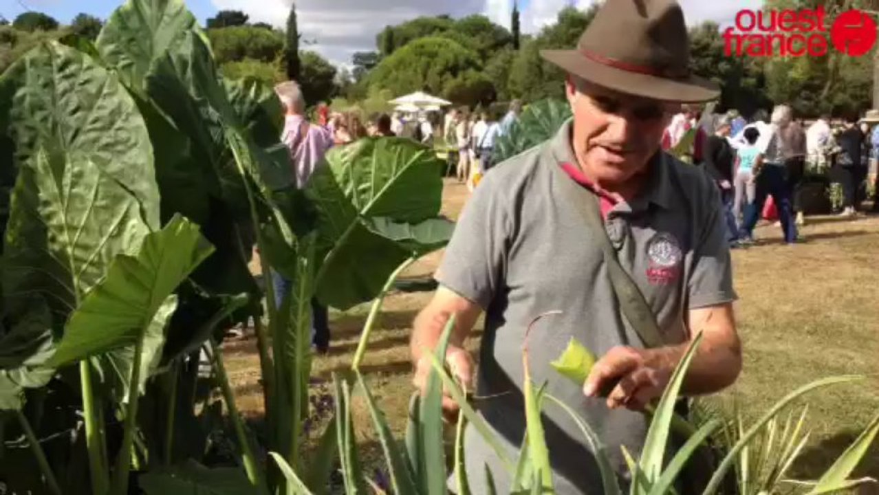 Folie des plantes - Au Grand-Blottereau