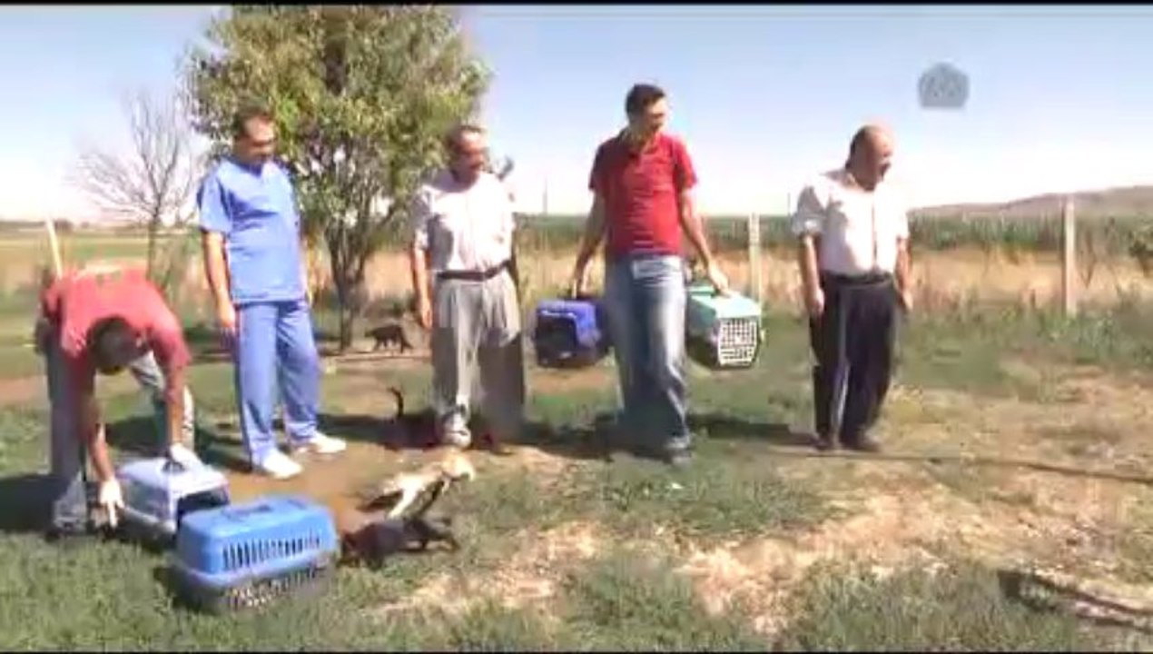 Kediler fare avcısı oldu