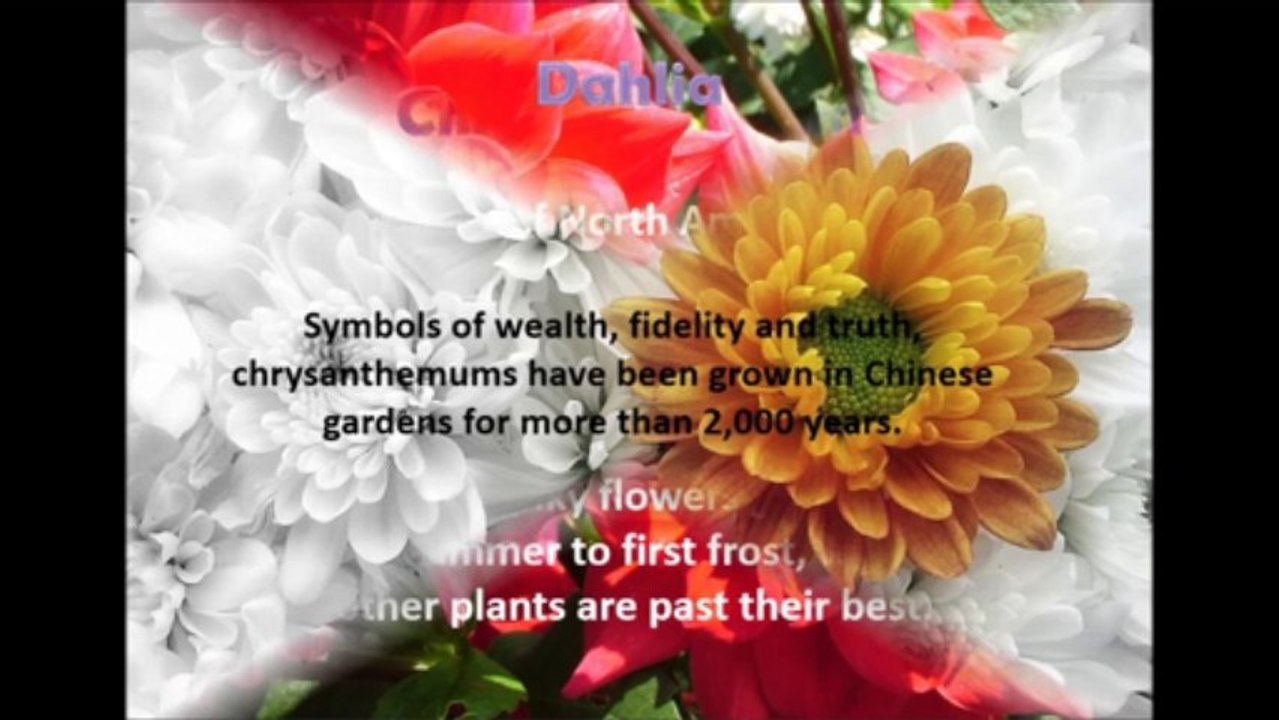Flowers for Different Occasion