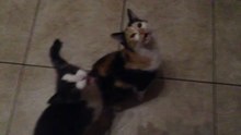 Funny Cat Meow NONSTOP!!