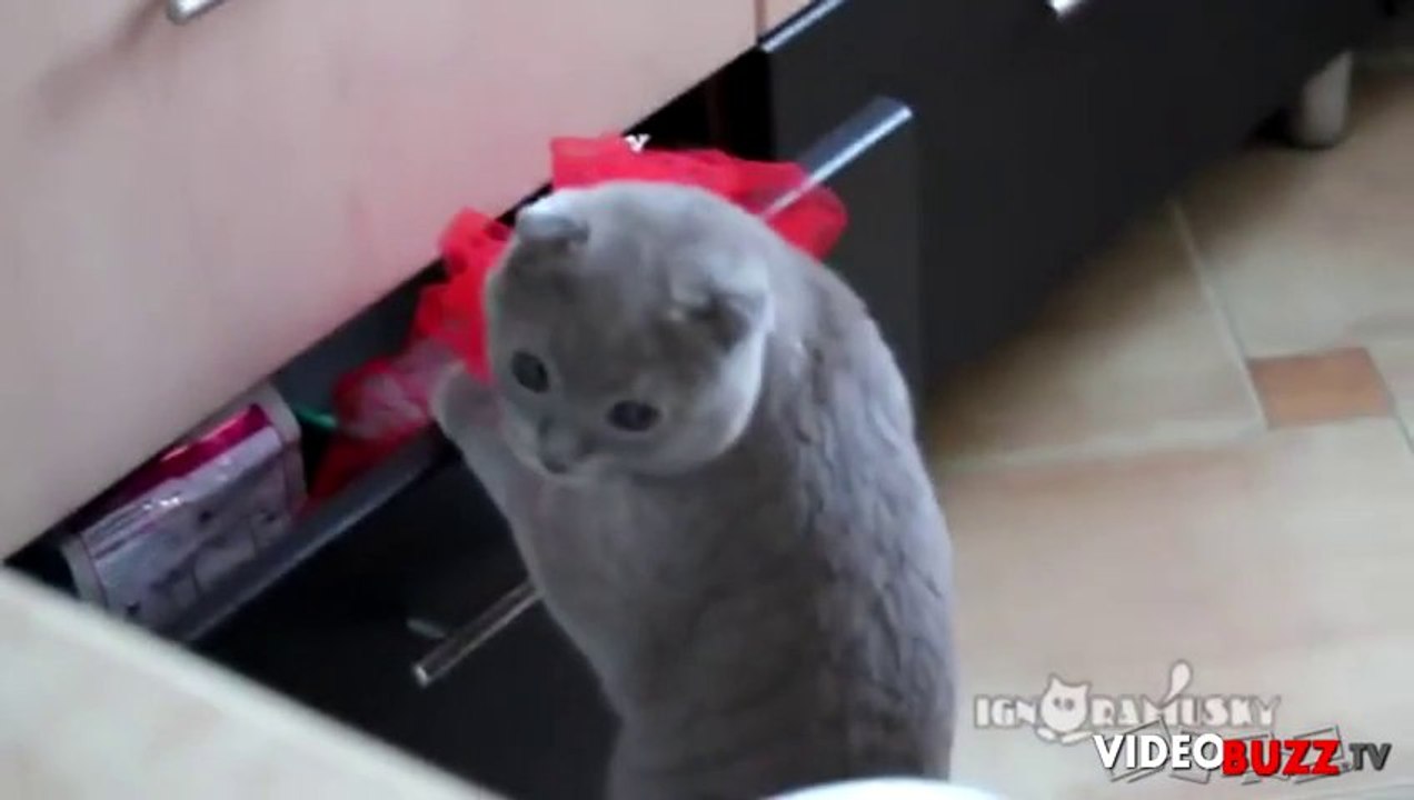Un chat pris en flagrant délit