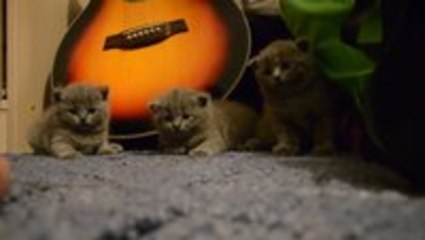 Cute Kittens Falling Asleep At The Same Time