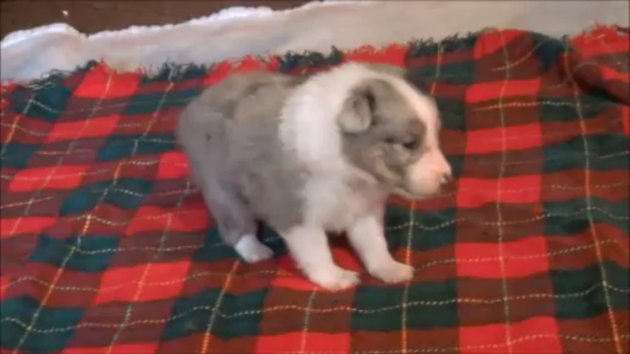 berger shetland mâle bleu merle