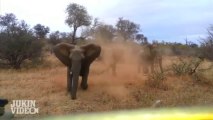 Elephant ATTACKS Safari Jeep  EXCLUSIVE Footage