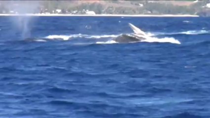 baleines Réunion 5 sept a