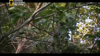 #وثائقي   أسرار نبات القرم HD