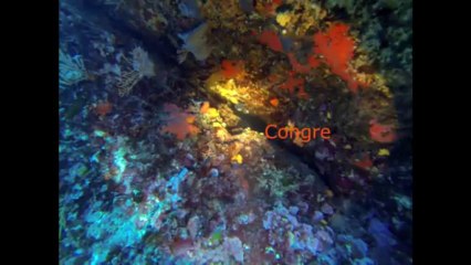 Plongée d'Exploration la Balise le 03 09 13