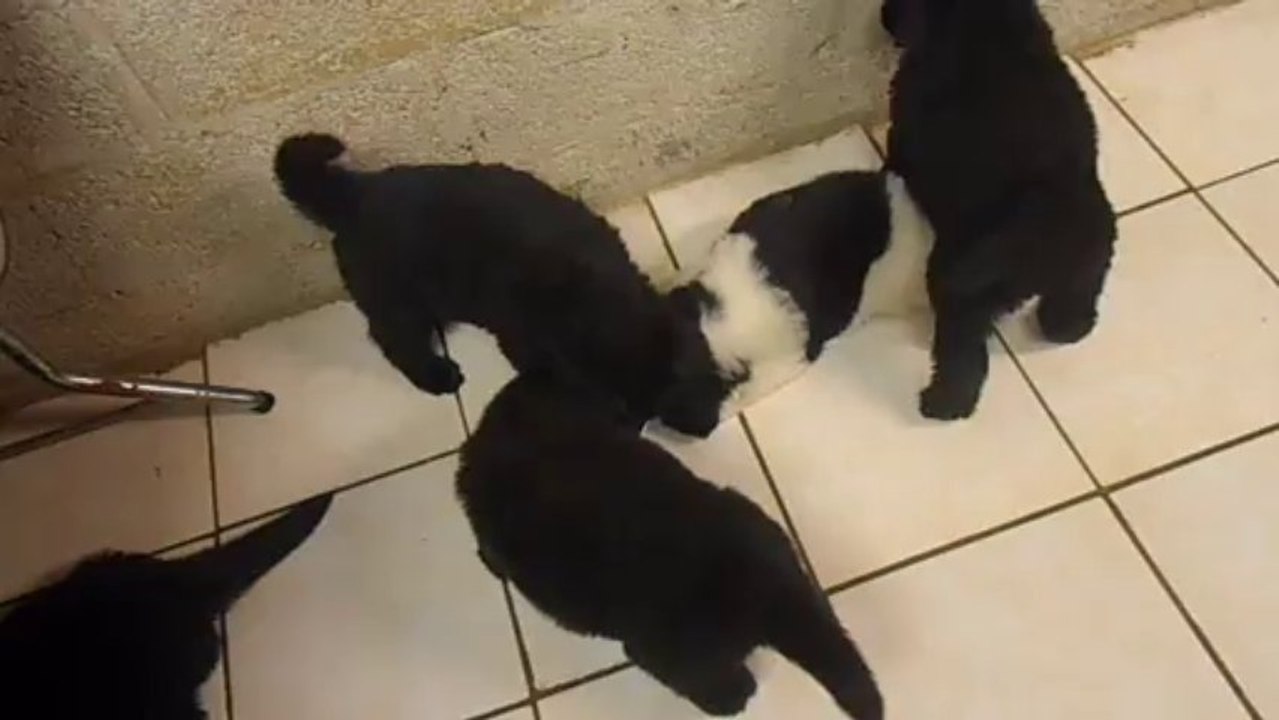 DSCN2368 - Les chiots jouent - 2013-09-07