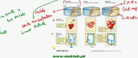 FSc Biology Book2, CH 15, LEC 2, Water relation of Cells