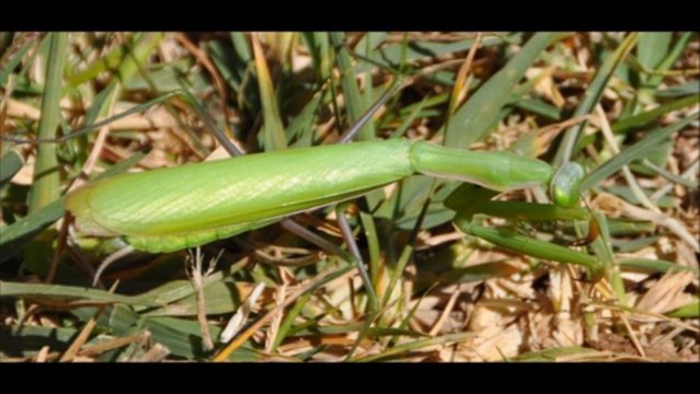 Mon film La vallée des saints