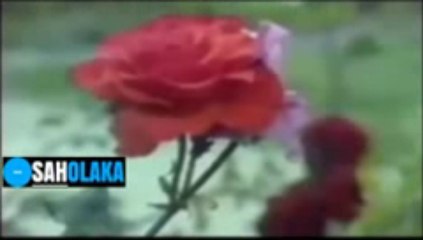 31-ئاب-بغداد-AAB-BAGHDAD