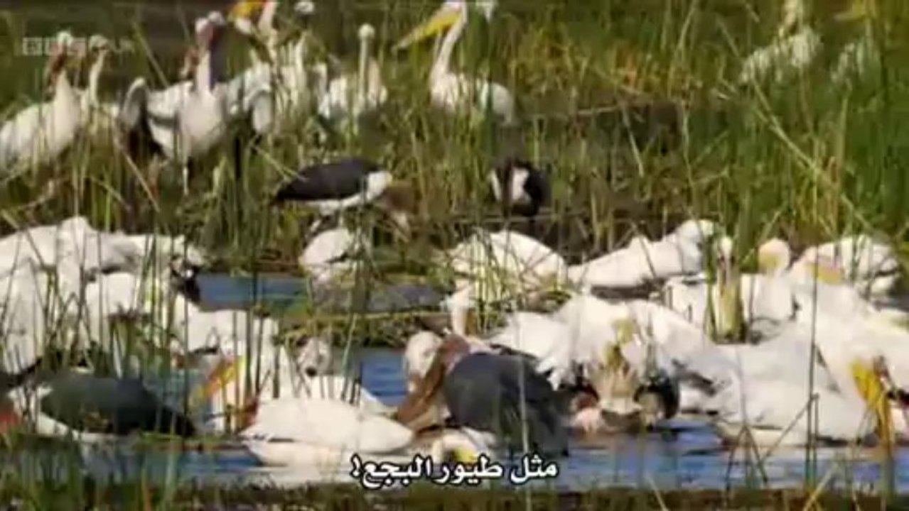 بي بي سي / سلسلة العوالم الصغيرة للطبيعة : أوكافانجو