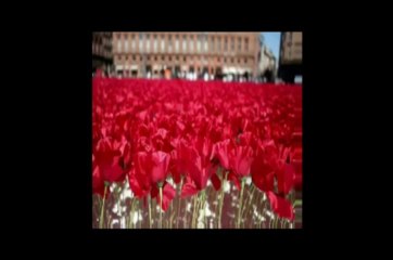 Maria Grazia Vai - Tra le ginestre e il vento