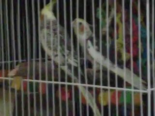 Le chant de ma calopsitte mle, pepito