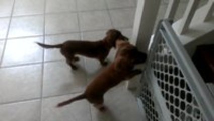 Mini Dachshund Bath Time