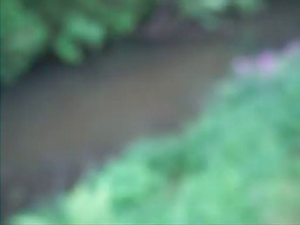 Belle carpe koi dans la rivière (pêche)