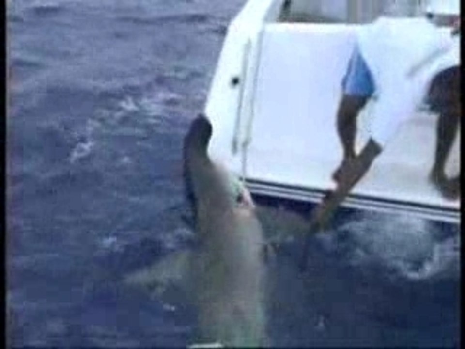 -Maurice - l'île poisson