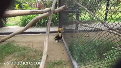 Great Indian Hornbill in Chai Nat Bird Park