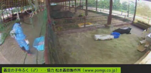 20130902  今日のふくちゃん　前進もうとしてる