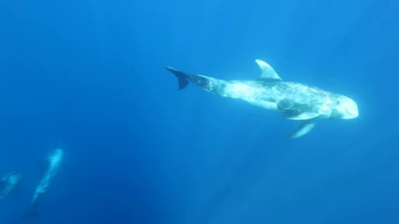 Plongée avec des Dauphins de Risso