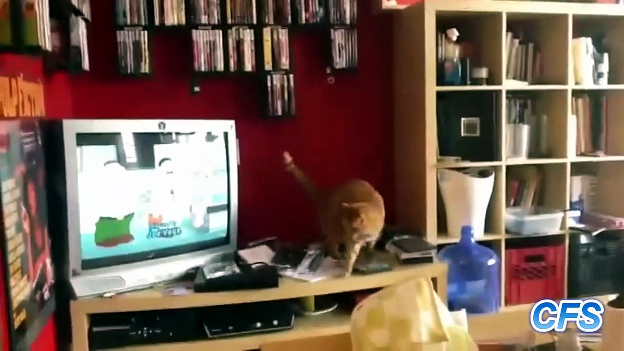 "Clumsy Cats Compilation" || CFS