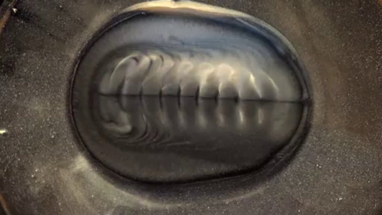 Trilobite