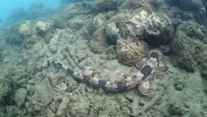 Requin qui marche sous l'eau