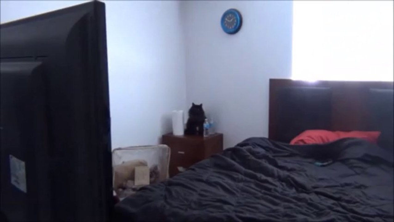 Las travesuras del senor gato La Gotera del techo