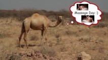 Hump Day? - Royalty Free Massage Therapy Video #262
