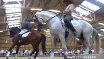 Journée régionale du cheval à Magny-Cours (Nièvre)
