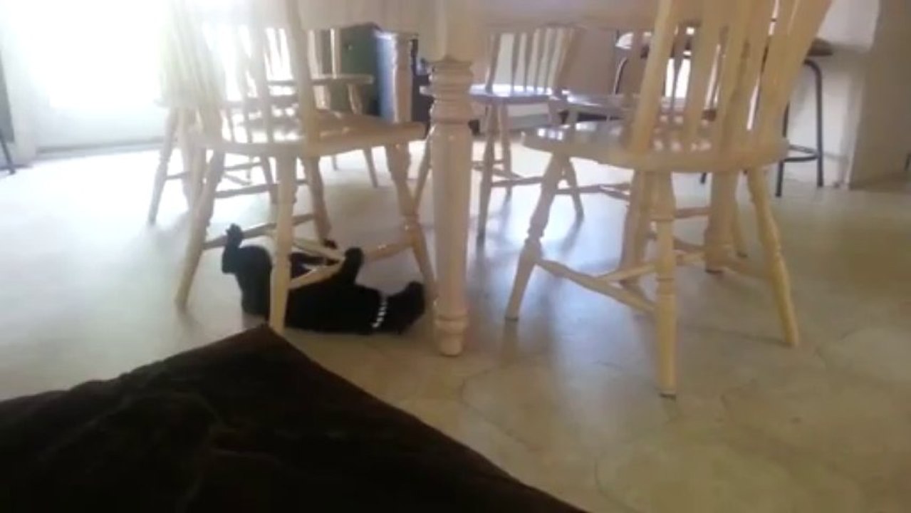 Crazy Cat Circles Under Kitchen Chairs On Its Back