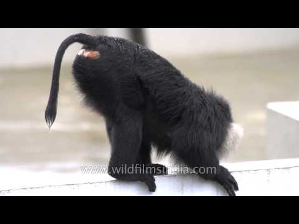 Ass up - Face down: Macaque antics in Kerala