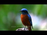 Most exquisite Himalayan bird. Blue-capped Rock Thrush
