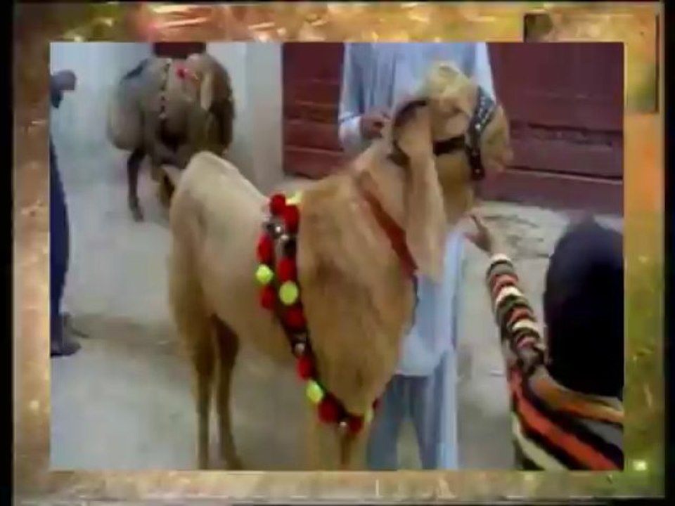 ahsan ka bakra 2012