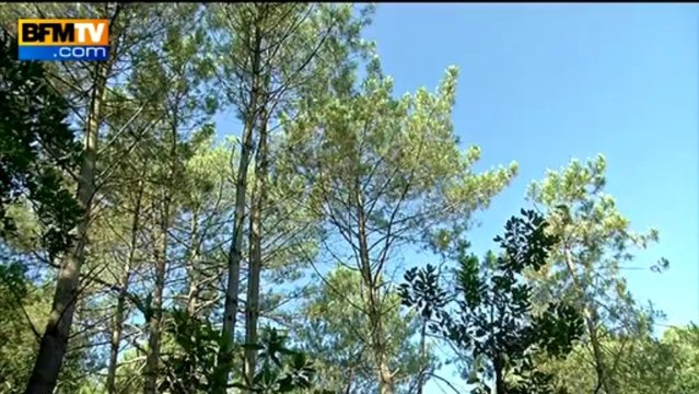 Skier sur des aiguilles de pins - 08/09