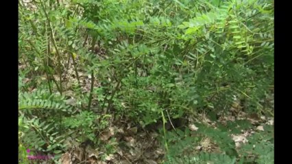 MISSHA M Vita BB Cream (Matte)