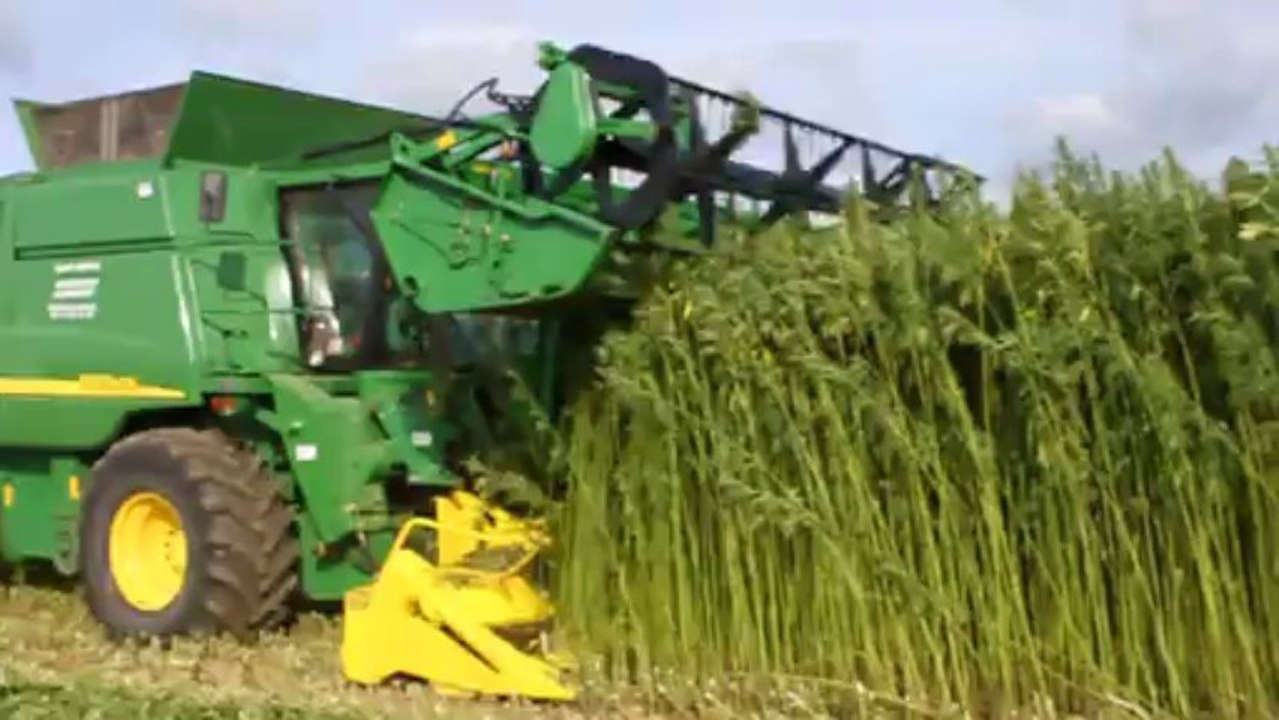 Récolte du Chanvre avec une moissonneuse modifiée pour récolter la graine et la tige