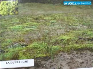 [VIDEO] Idée de sortie: une balade dans les dunes