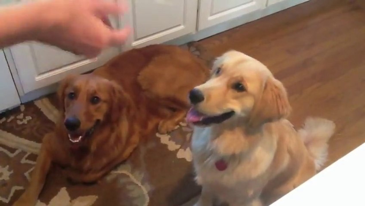 Dumb Dog catching cheerios... So funny!