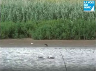 Un lieu, un instant: le parc ornithologique de Thumeries